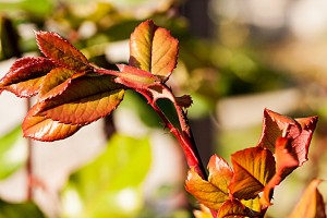 IMG_3232_bearbeitet-1