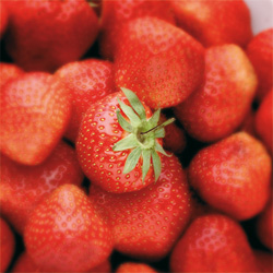 erdbeeren